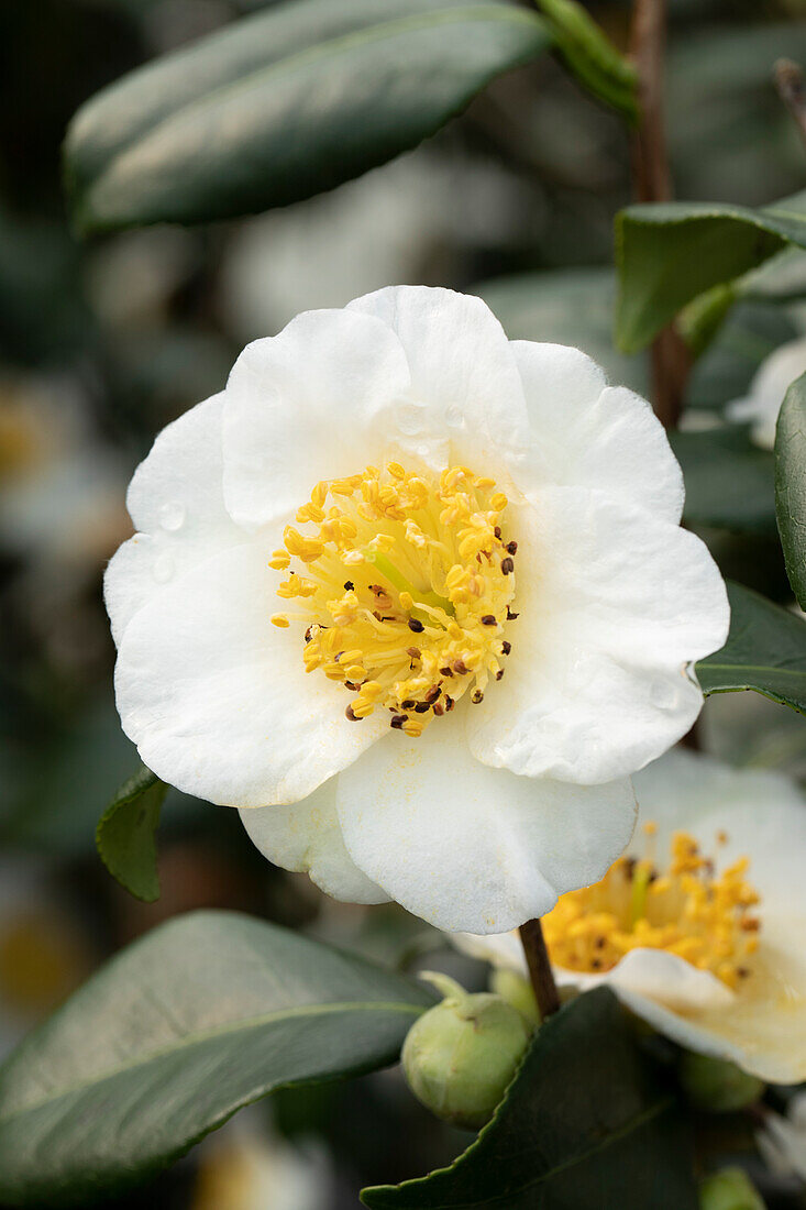 Camellia japonica, white