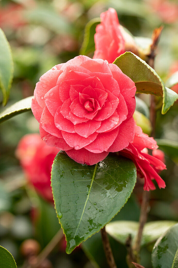 Camellia japonica