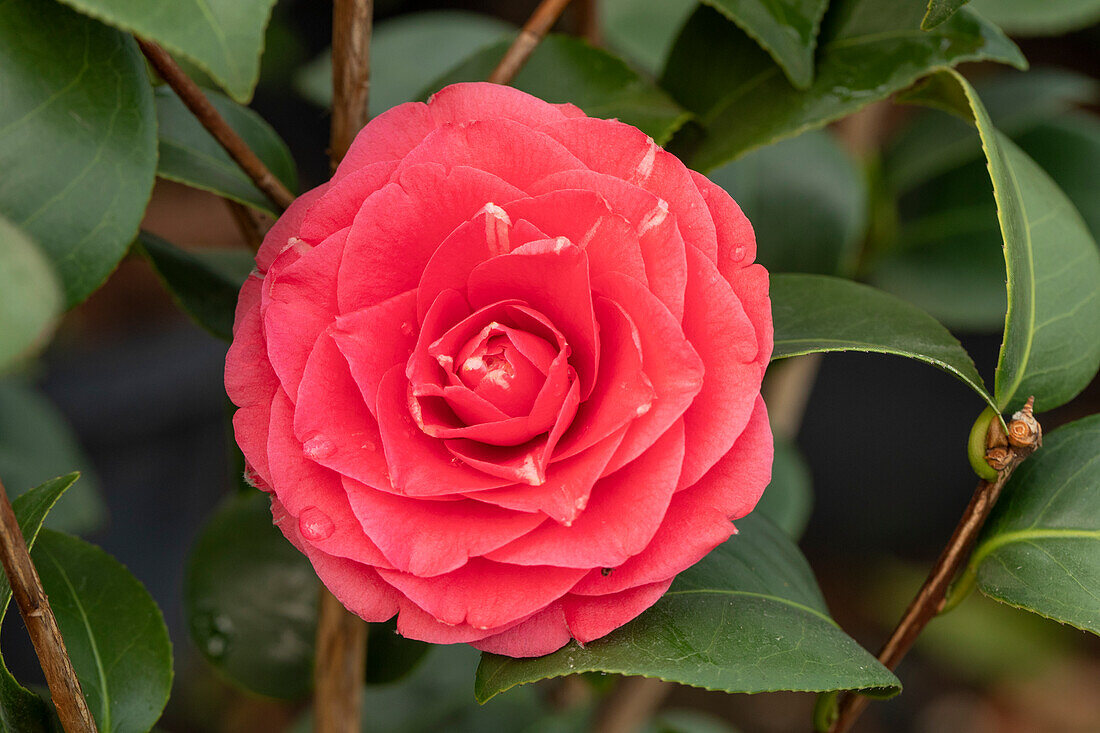 Camellia japonica