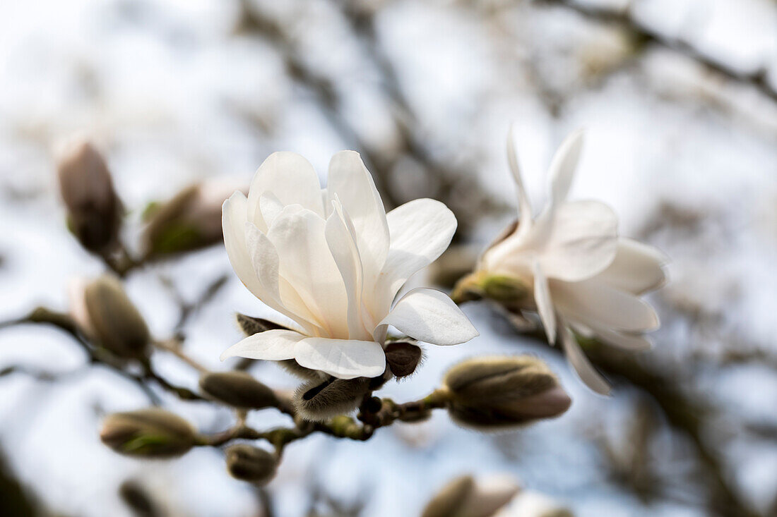 Magnolia x loebneri 'Merrill'