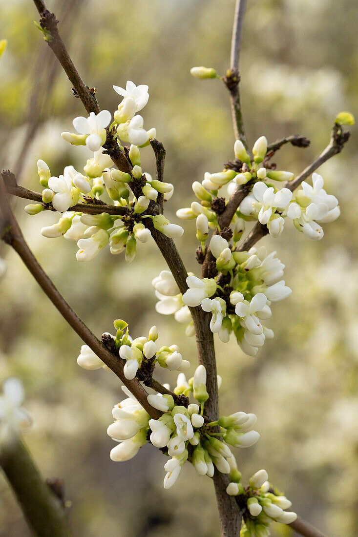 Cercis chinensis 'Shirobana' 