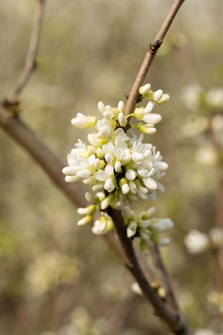 Cercis chinensis 'Shirobana' 