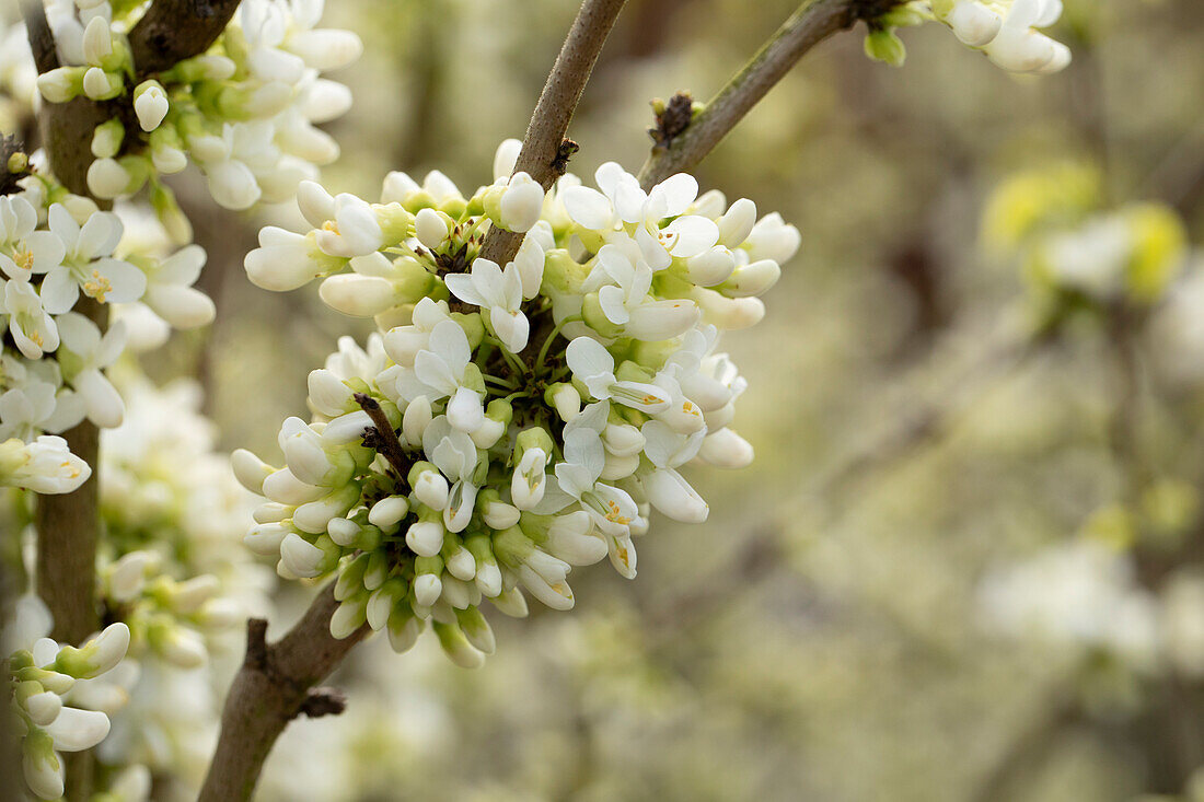 Cercis chinensis 'Shirobana'