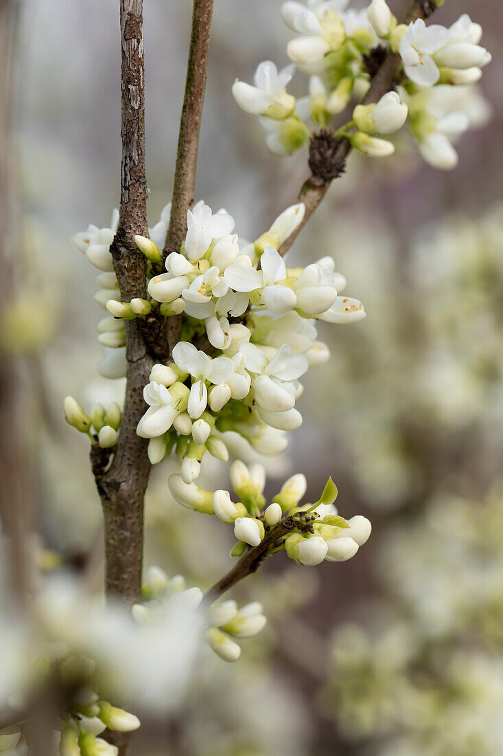 Cercis chinensis 'Shirobana'