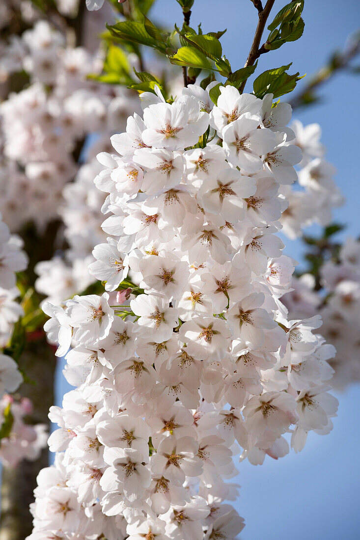 Prunus x yedoensis