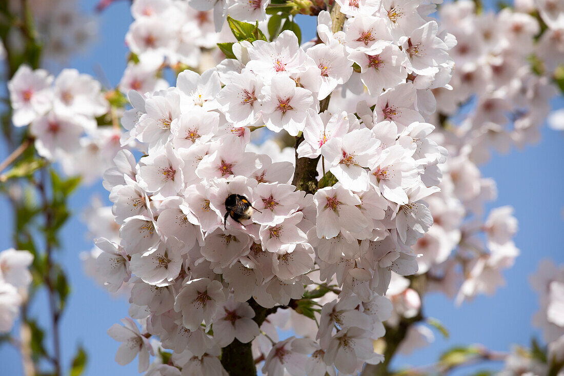 Prunus x yedoensis