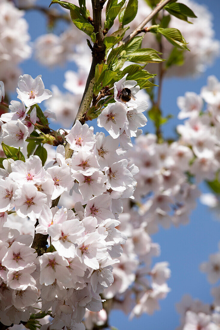 Prunus x yedoensis