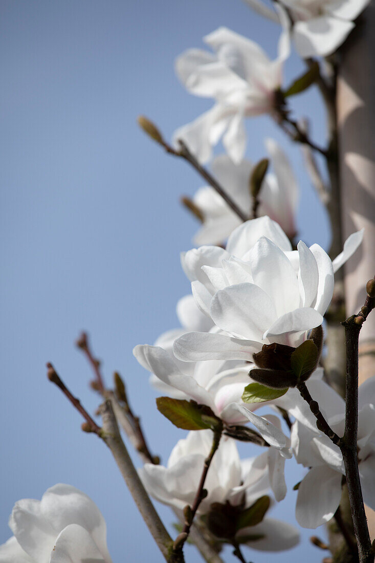 Magnolia x loebneri 'Merrill'