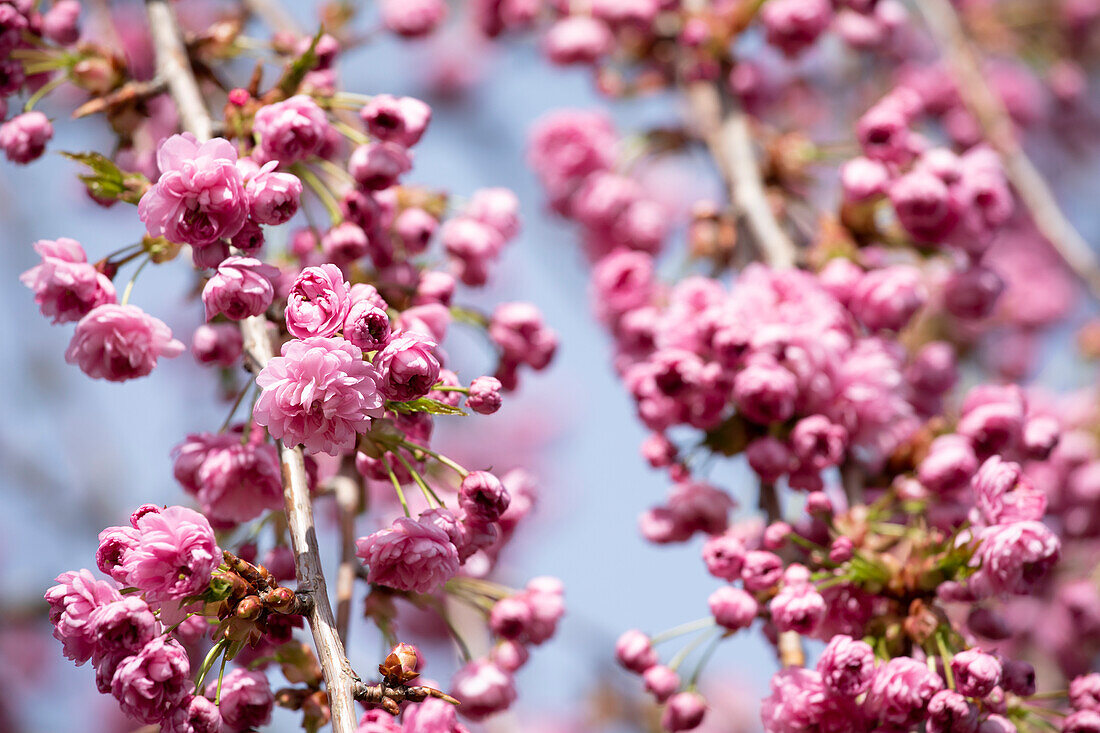 Prunus serrulata 'Kiku-shidare-zakura'