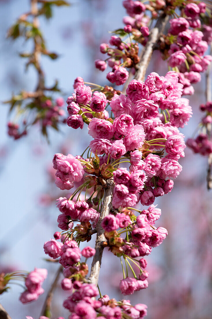 Prunus serrulata 'Kiku-shidare-zakura'.