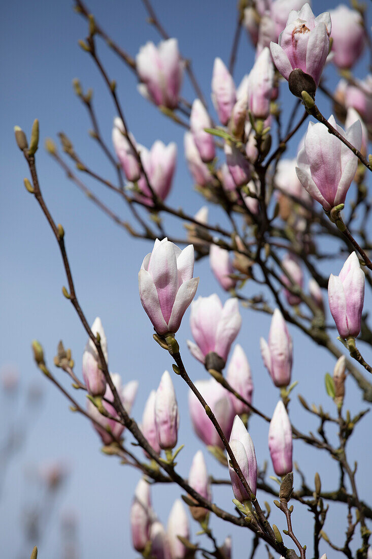 Magnolia x soulangiana 'Heaven Scent'