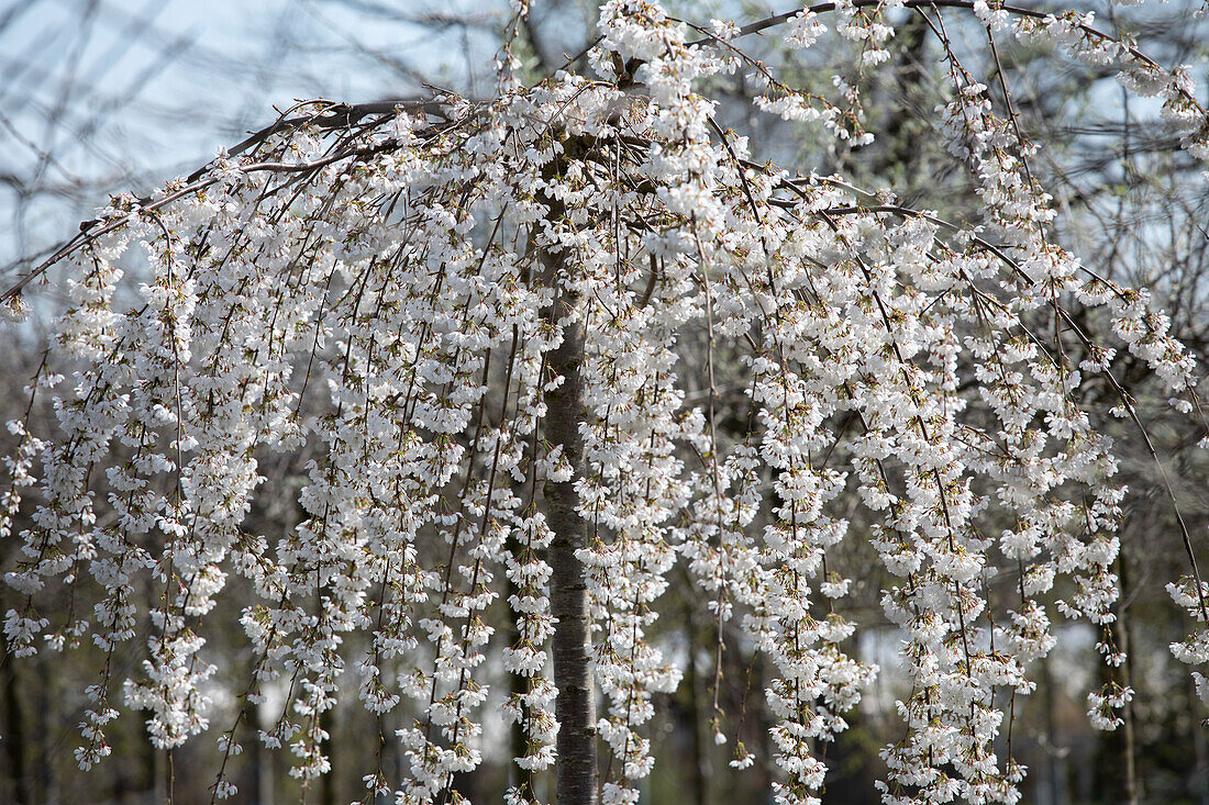 Prunus subhirtella 'Pendula'