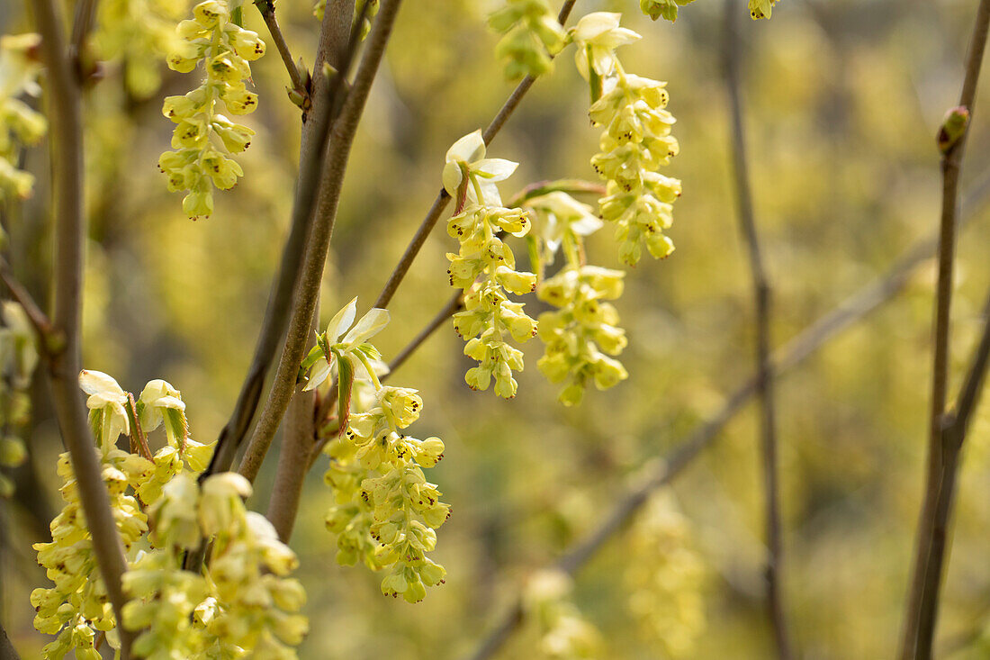 Corylopsis spicata