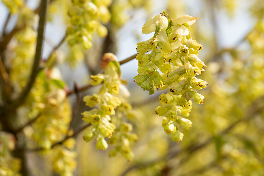 Corylopsis spicata