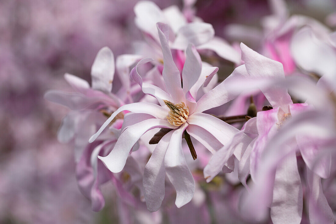 Magnolia x loebneri