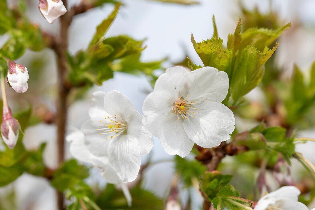 Prunus incisa 'Umineko'