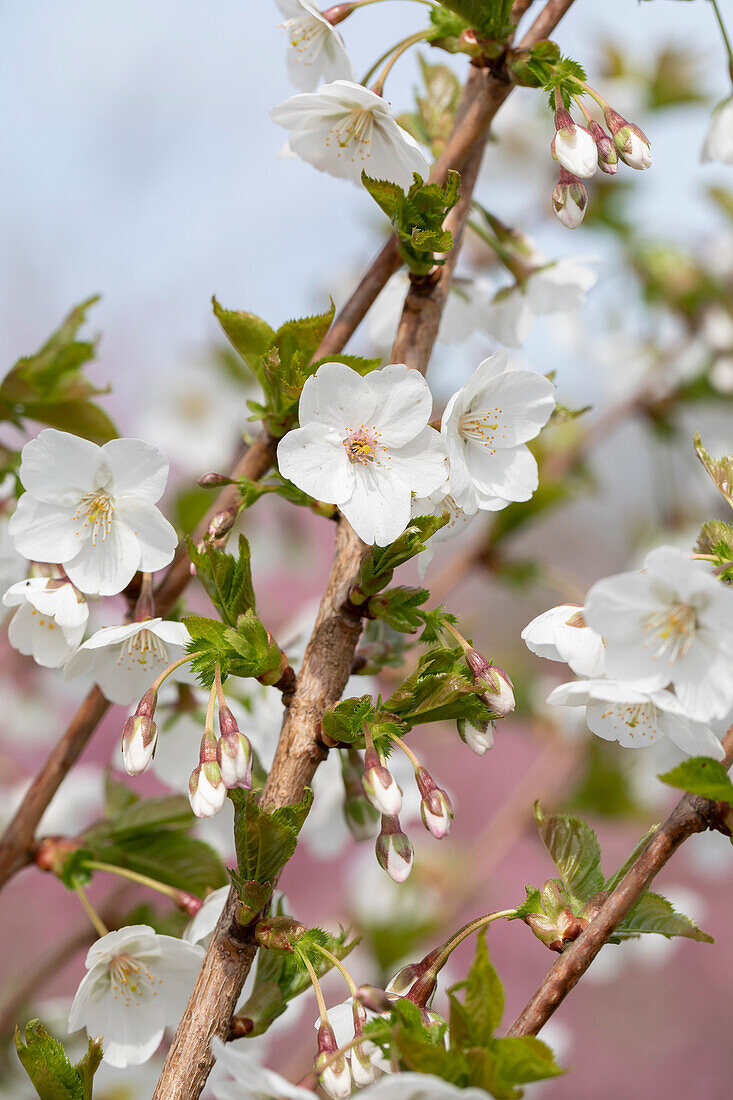 Prunus incisa 'Umineko'