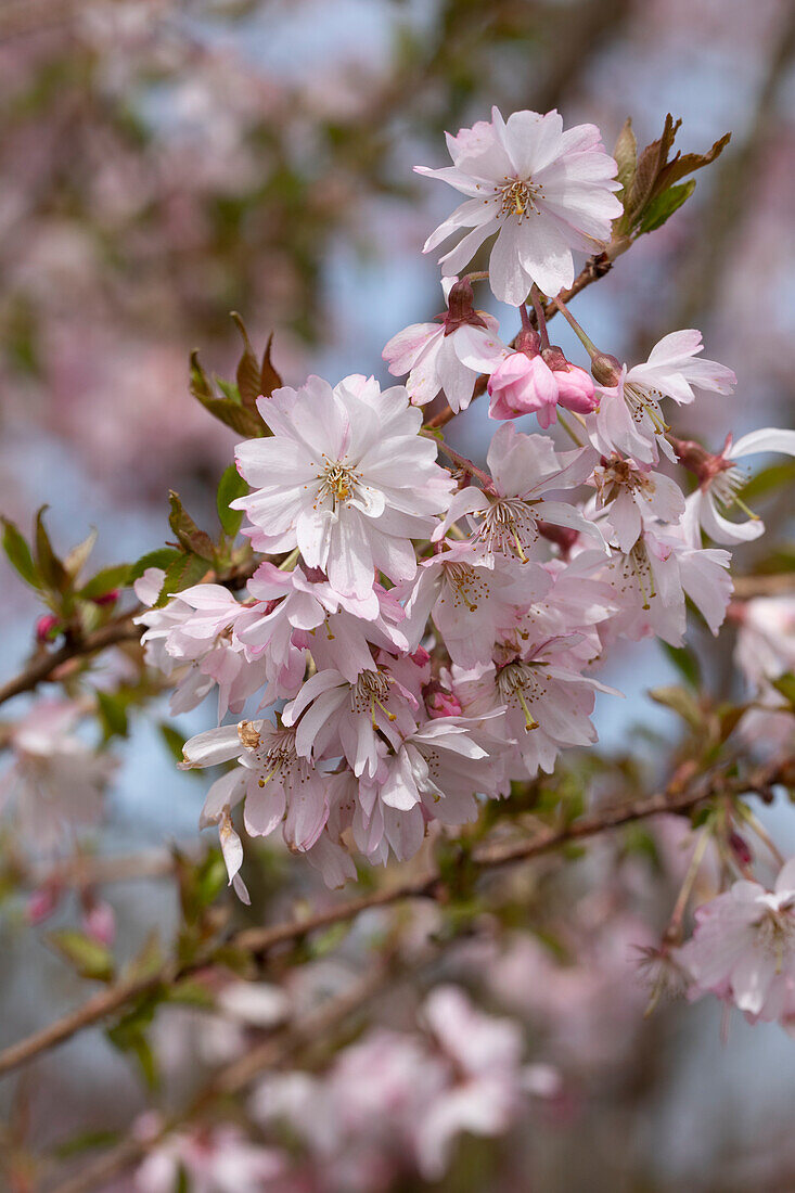 Prunus subhirtella 'Fukubana'