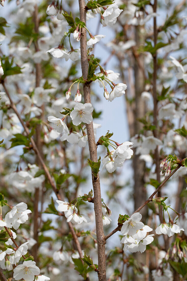 Prunus incisa 'Umineko'