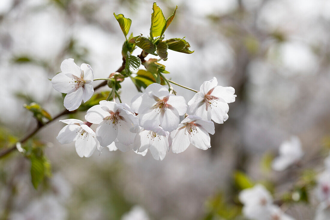 Prunus x yedoensis