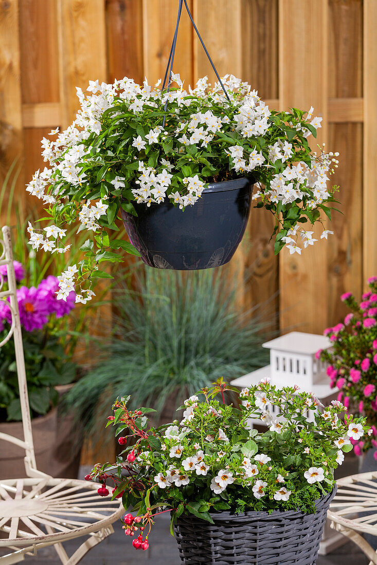 Solanum jasminoides