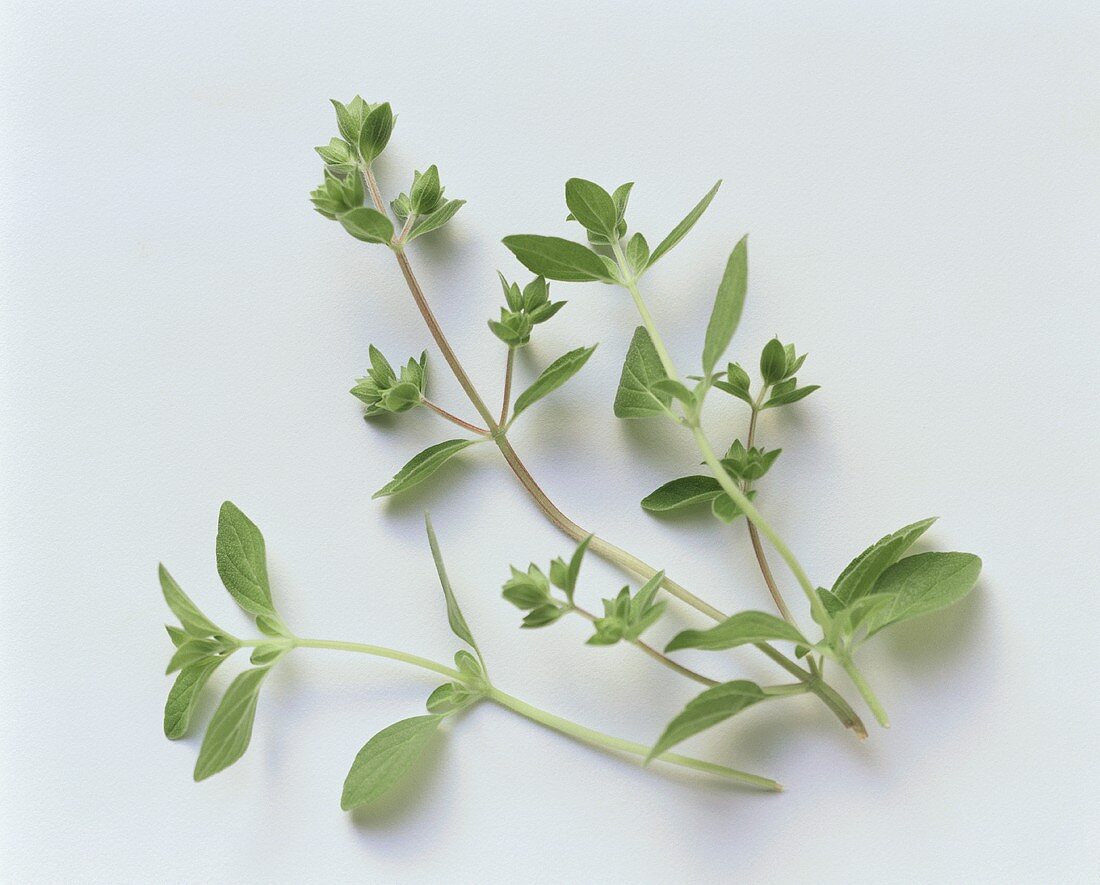 Oregano Sprigs; Overhead