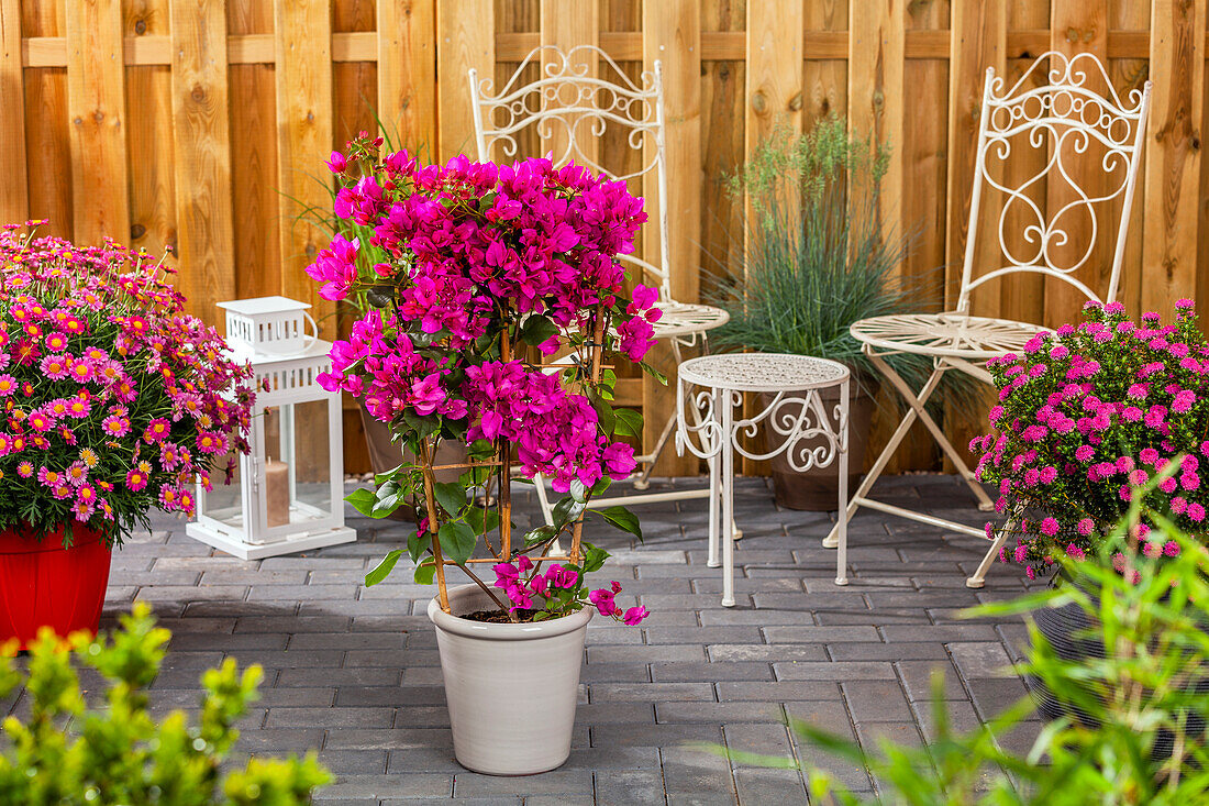 Bougainvillea, trellis-type