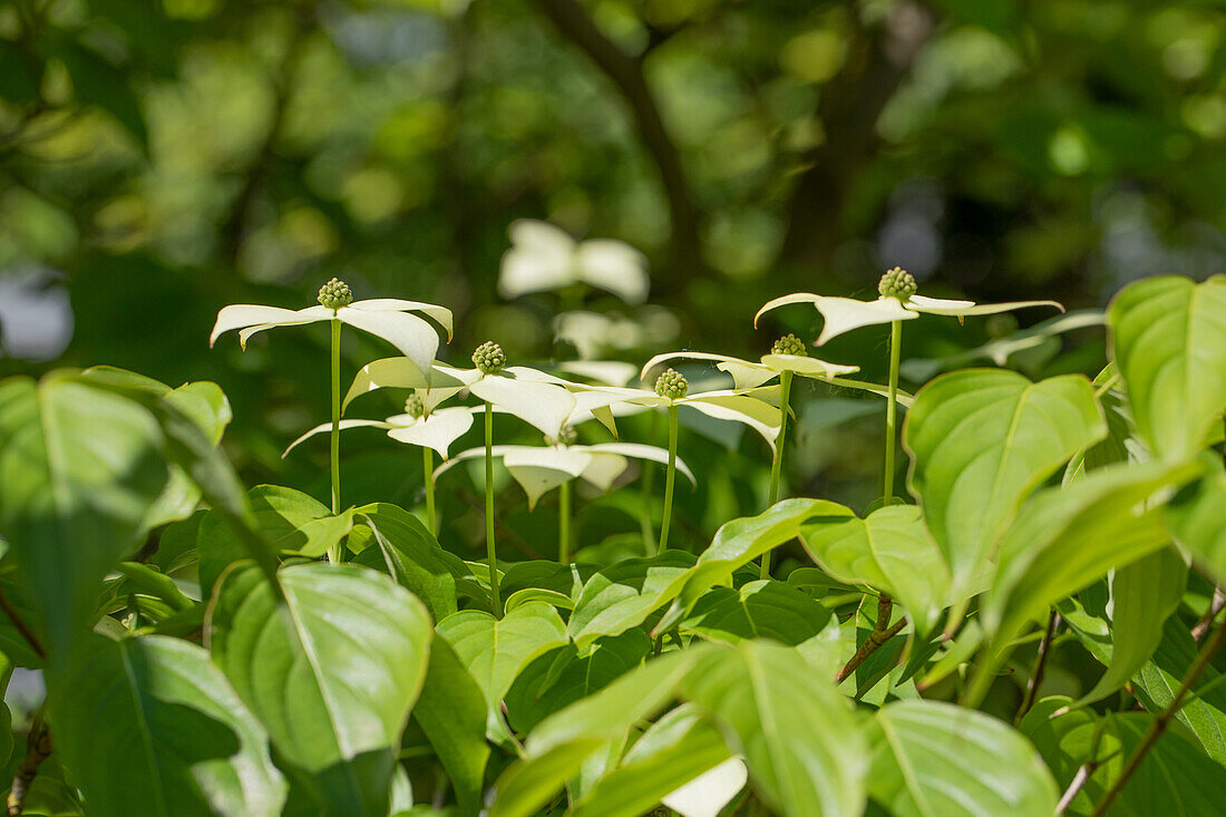 Cornus kousa chinensis