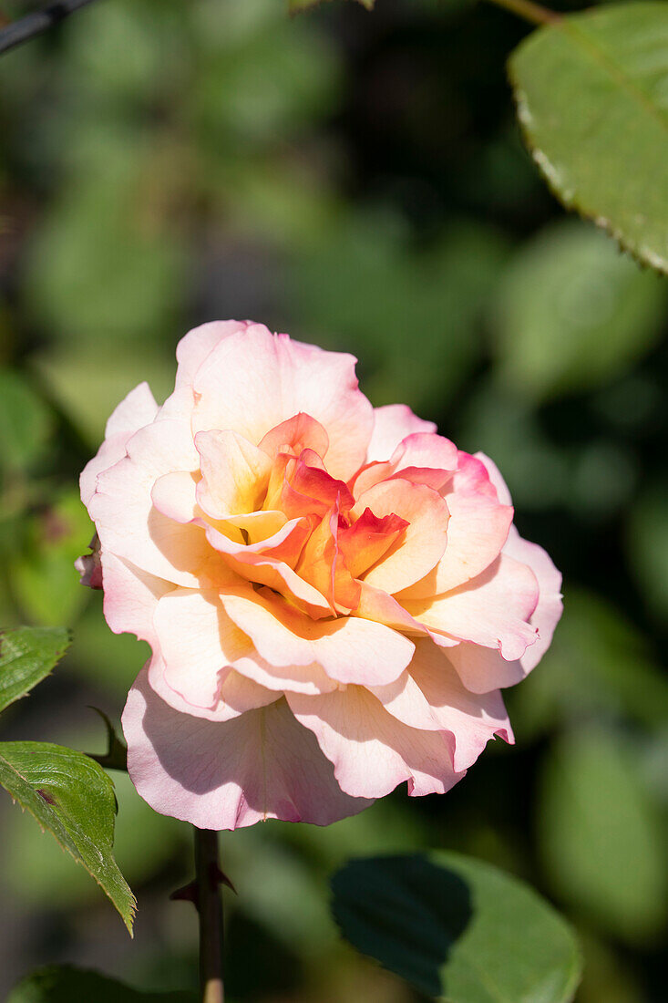 Climbing rose, apricot