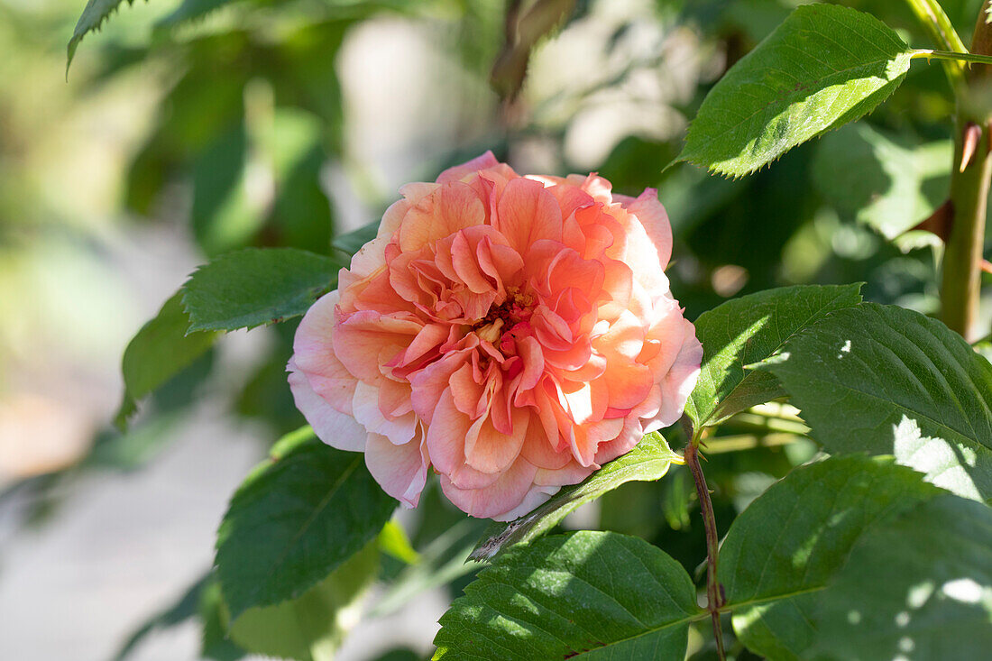 Climbing rose, apricot