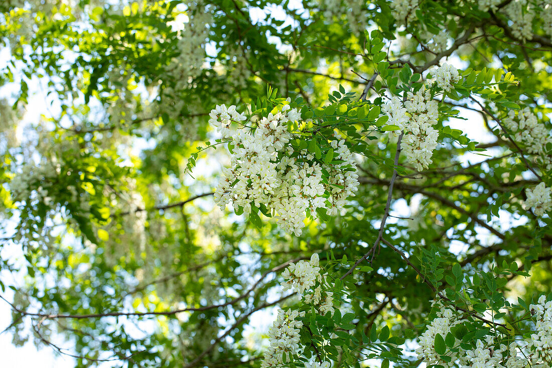 Robinia pseudoacacia