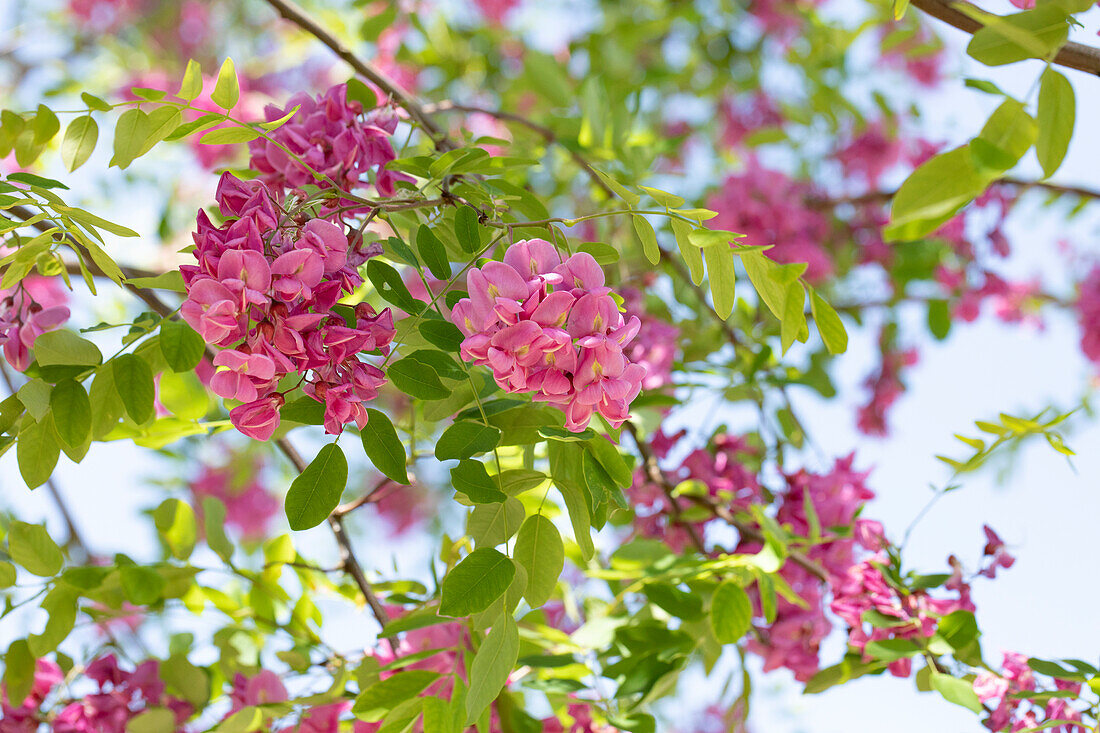 Robinia x margaretta 'Casque Rouge'