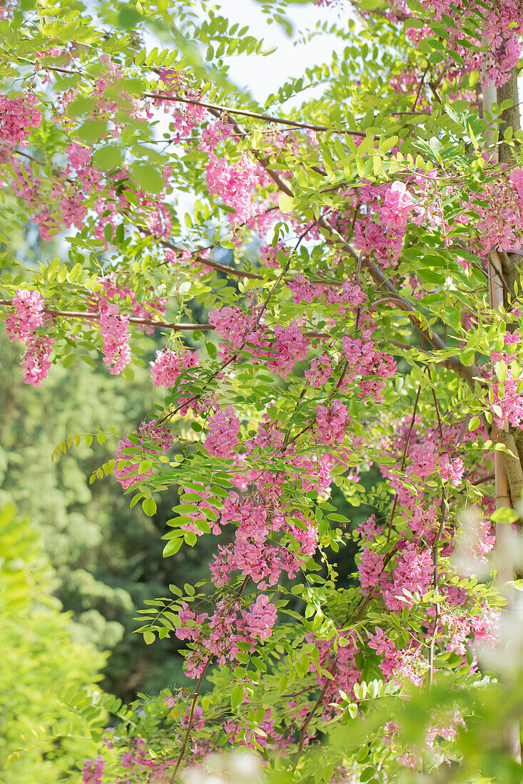 Robinia viscosa