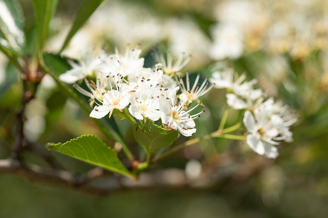 Crataegus crus-galli