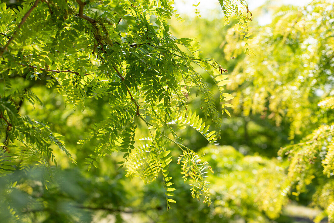 Gleditsia triacanthos 'Sunburst'