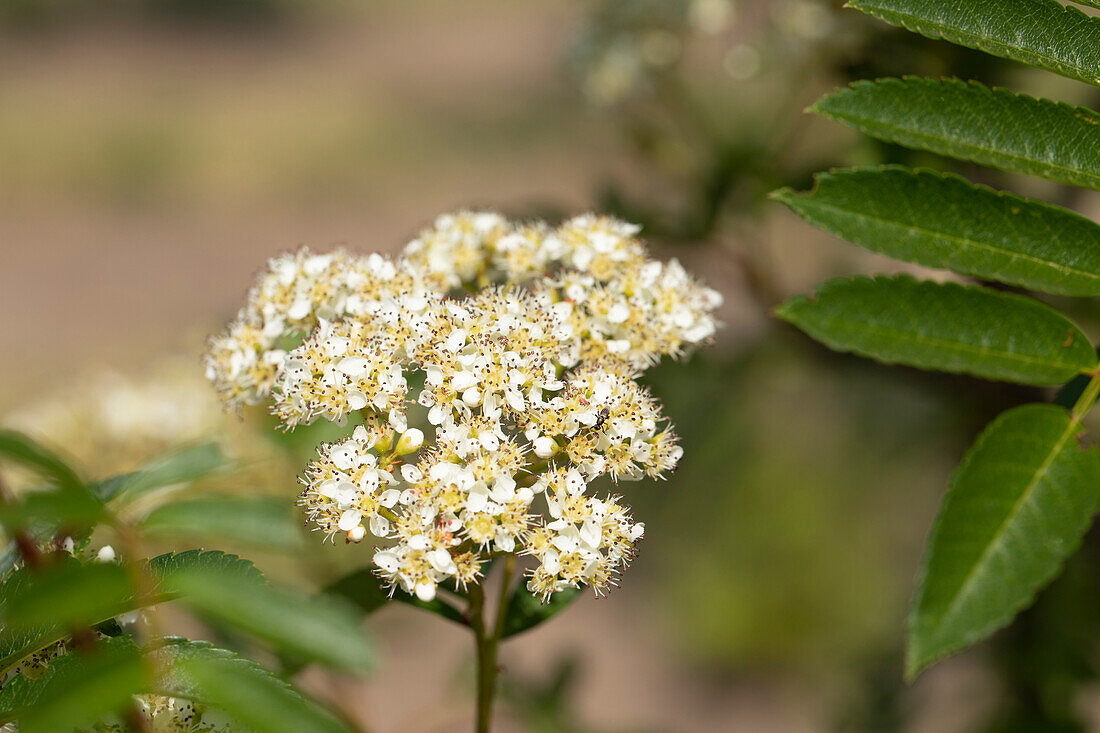 Sorbus 'Joseph Rock