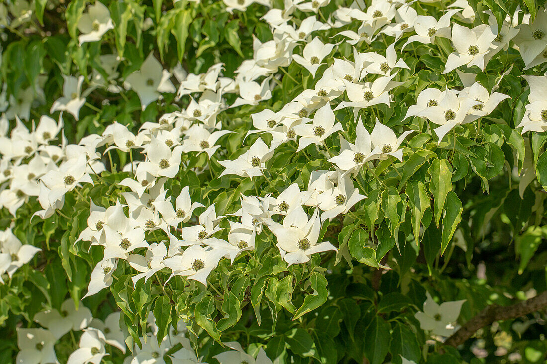 Cornus kousa 'Milky Way' chinensis