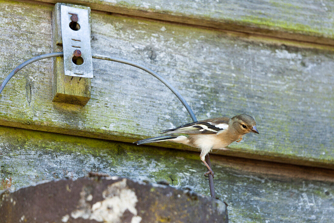 Chaffinch