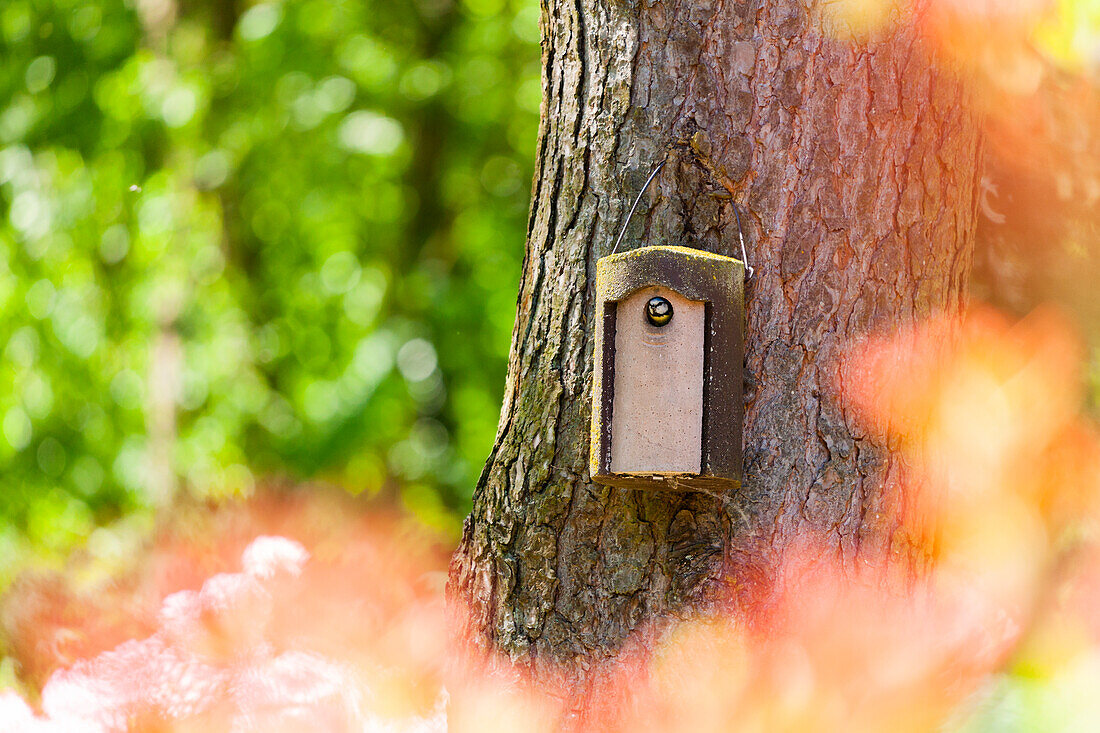 Blaumeise im Vogelhaus