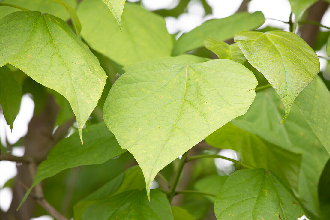 Catalpa bignonioides