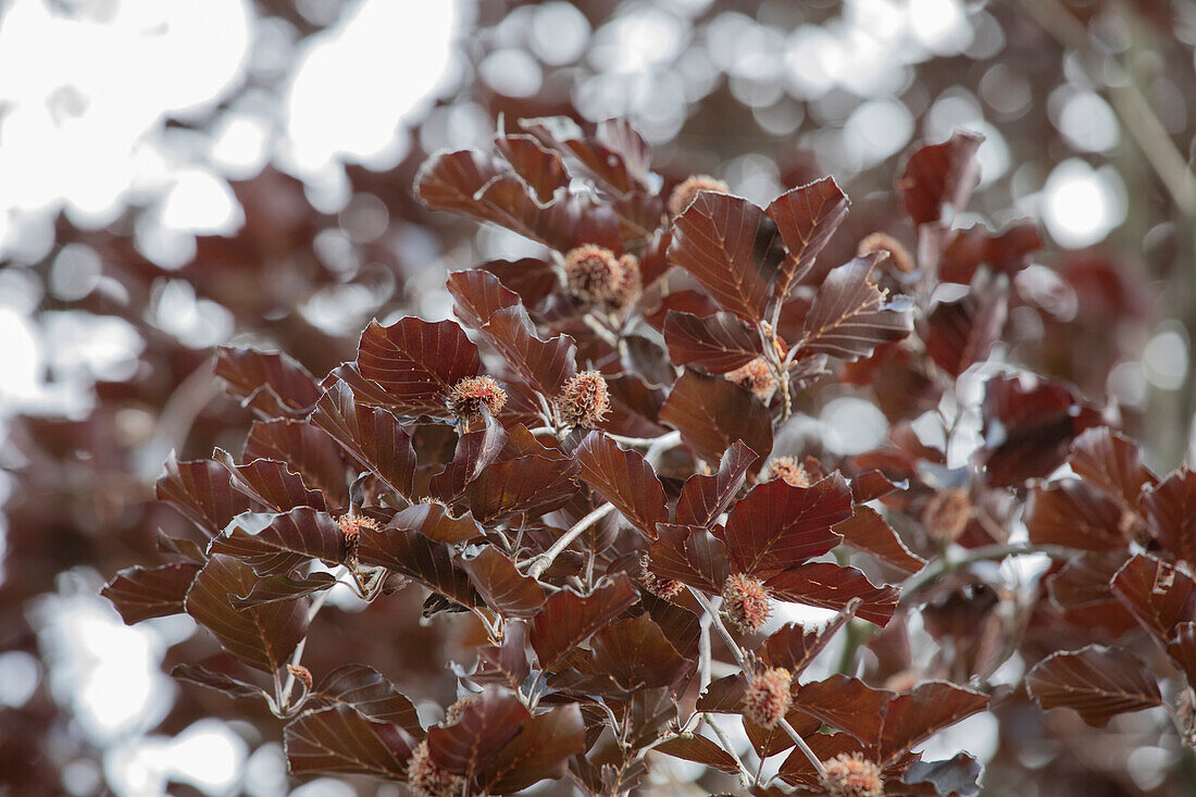 Fagus sylvatica 'Purpurea Latifolia'.