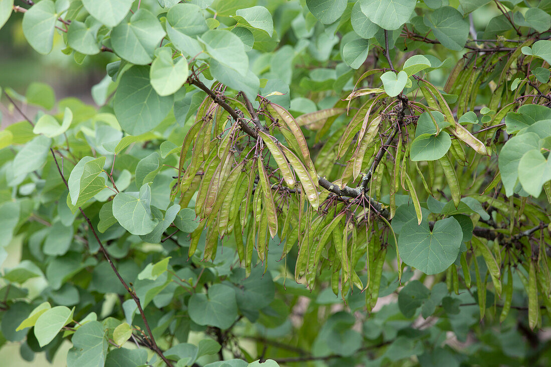 Cercis siliquastrum