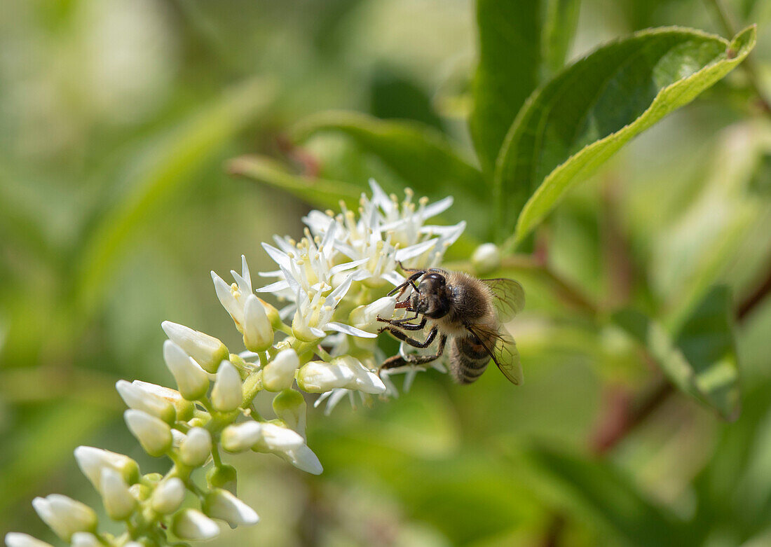 Itea virginica 'Henry's Garnet' with bee