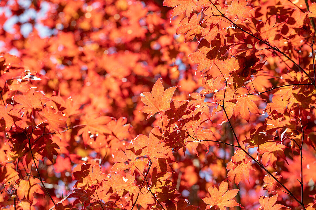 Acer palmatum 'Fireglow'