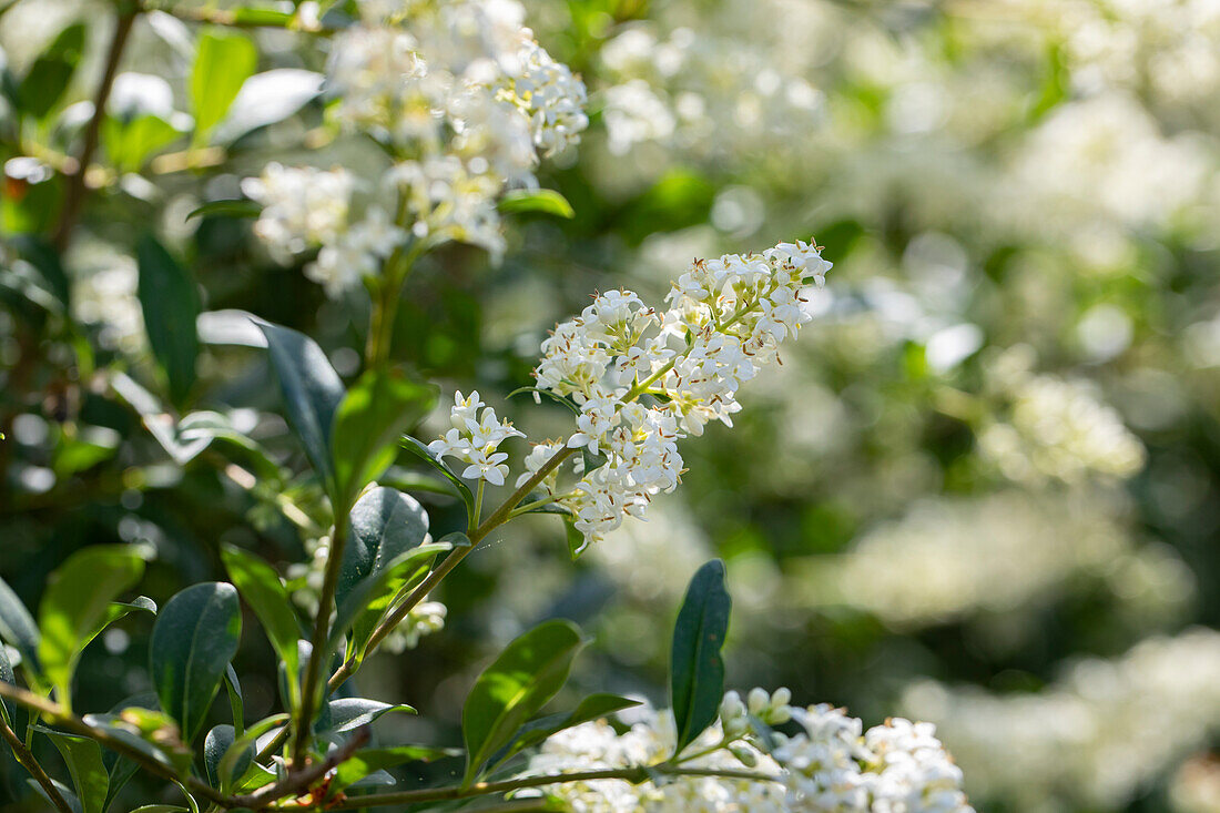 Ligustrum vulgare