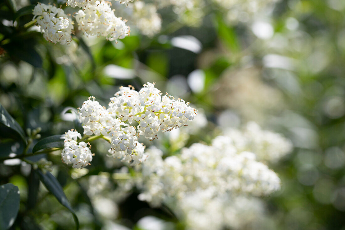 Ligustrum vulgare