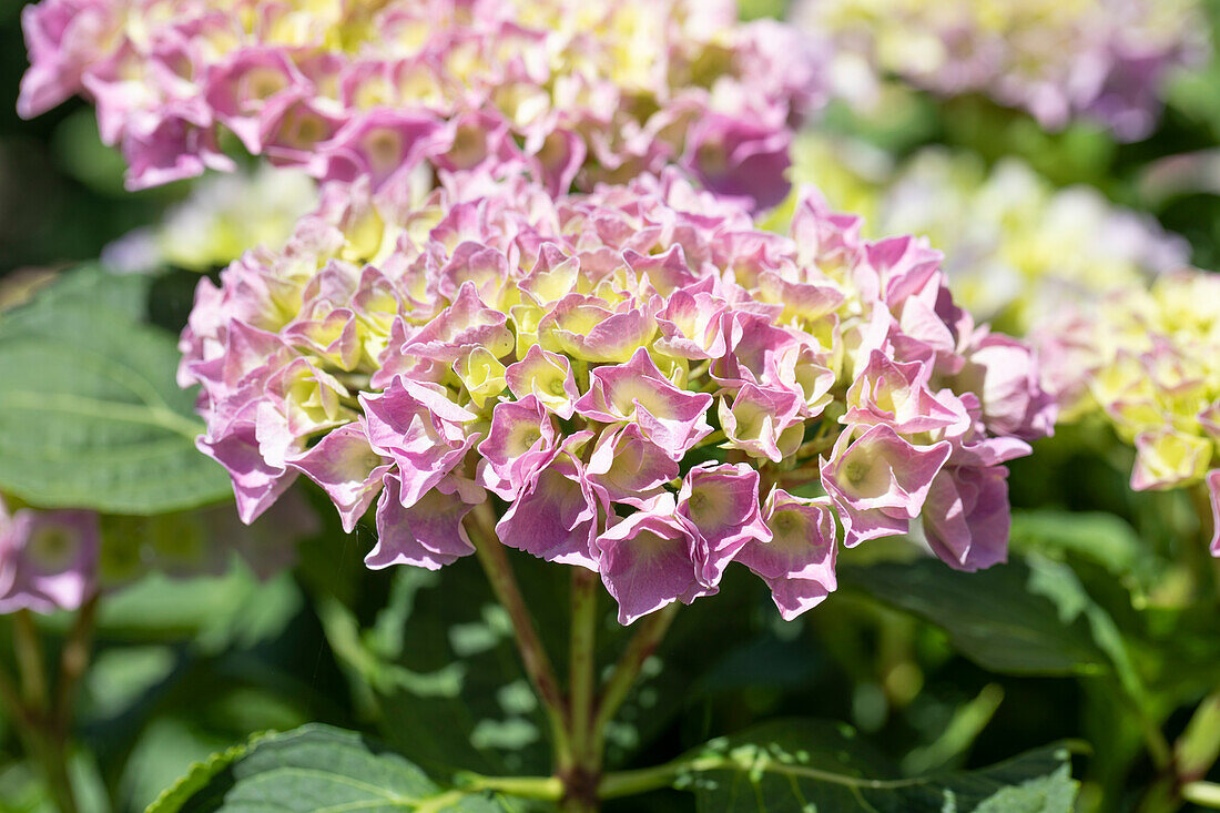 Hydrangea macrophylla, pink