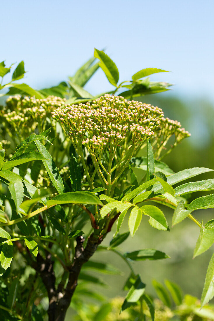 Sorbus aucuparia 'Autumn Spire'®