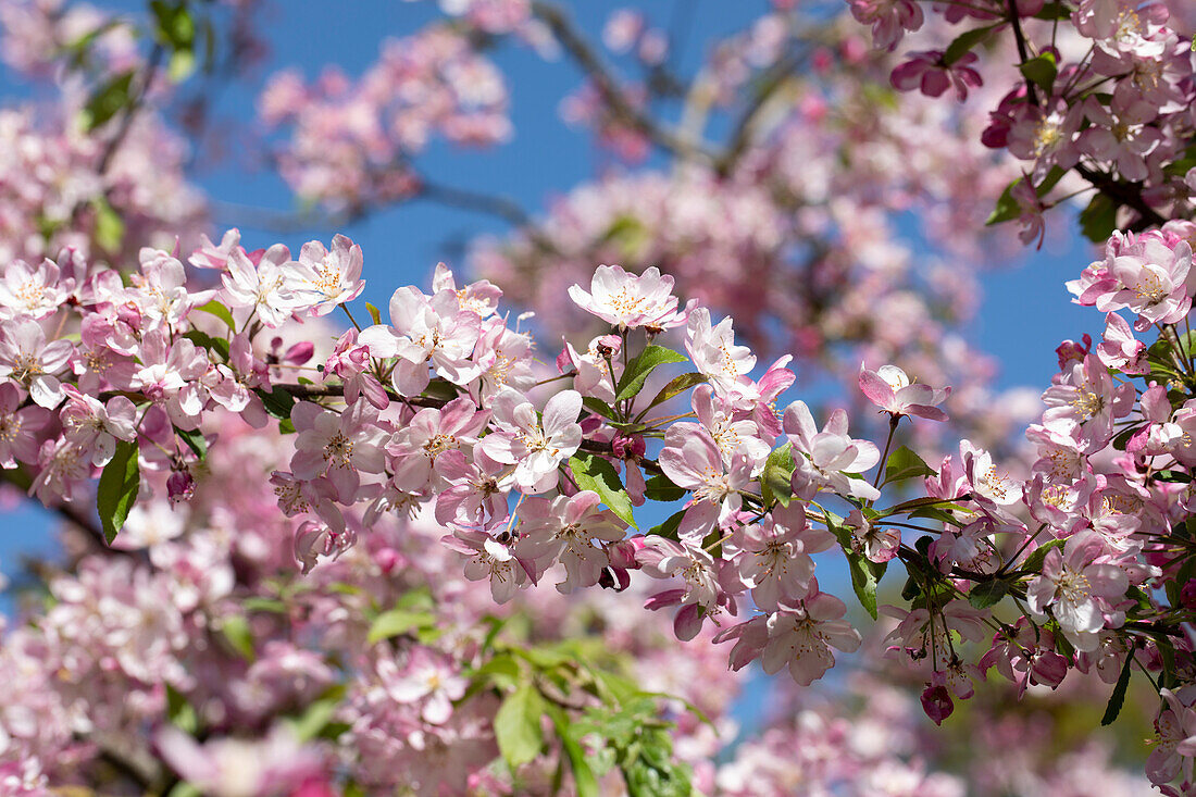 Malus 'Hillieri