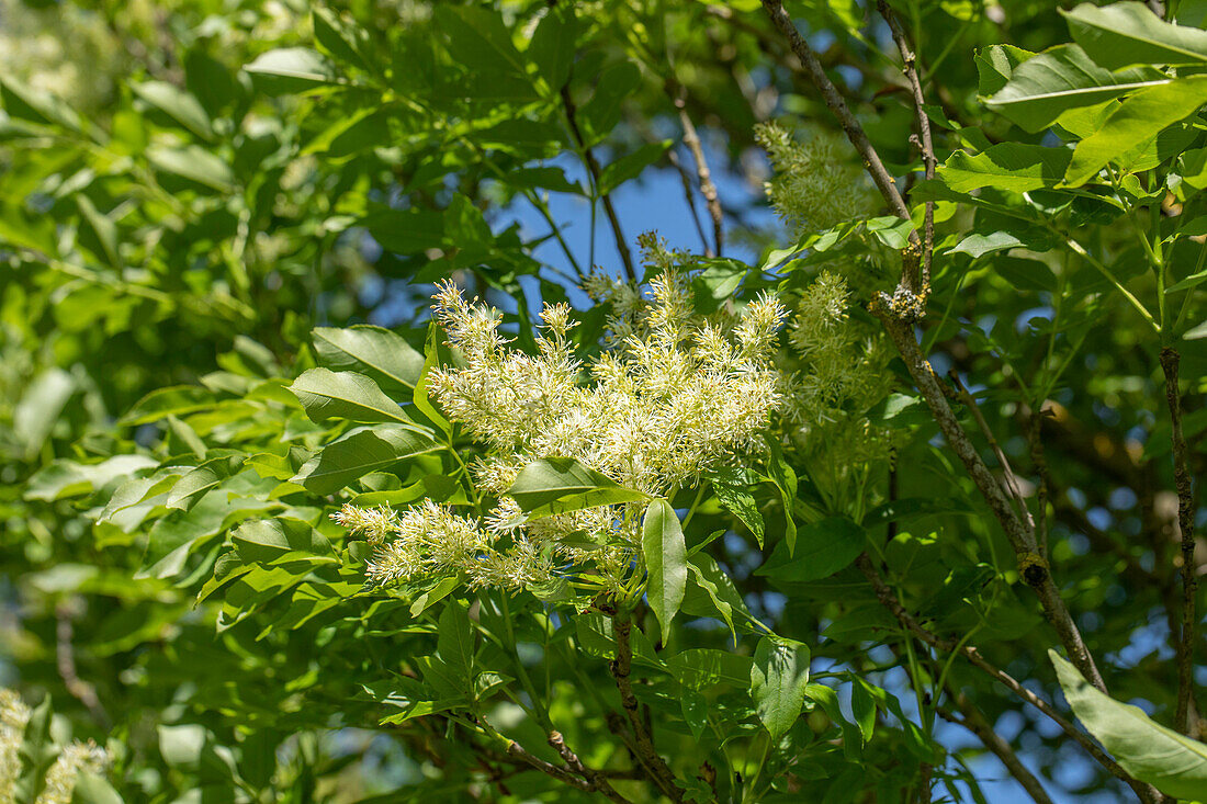 Fraxinus ornus 'Obelisk'